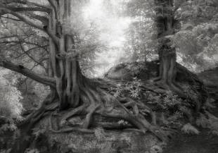 alberi antichi wakehurst yews