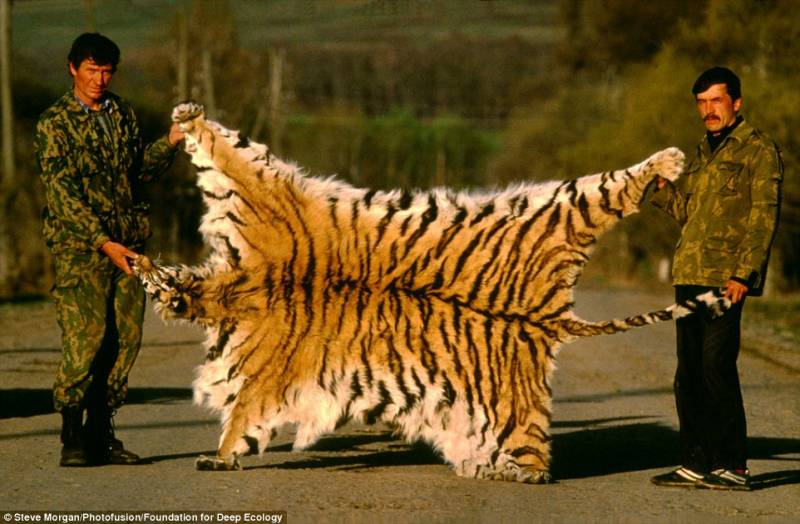tigre-siberiana-uccisa-da-bracconieri-russia-668170.jpg