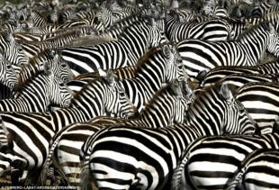 zebre attraversano la namibia