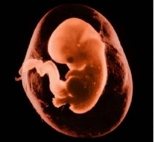 embrioni umani