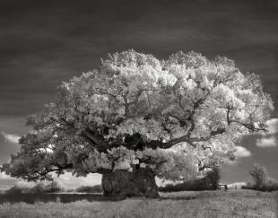 alberi antichi bowthorpe oak copy