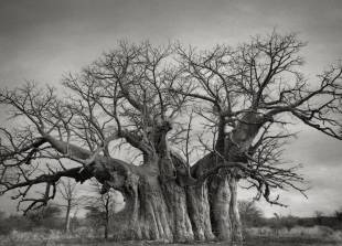 alberi antichi bufflesdrift baobab 2 2 copy