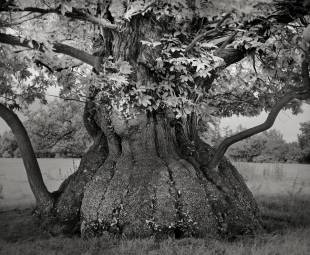 alberi antichi croft chestnut 1 copy