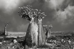 alberi antichi desert rose wadi fa lang copy