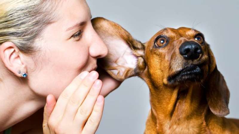 comunicare ai cani con energia
