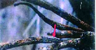 a sinistra della freccia si nota che lo spessore del cavo aumenta reperto ponte morandi genova