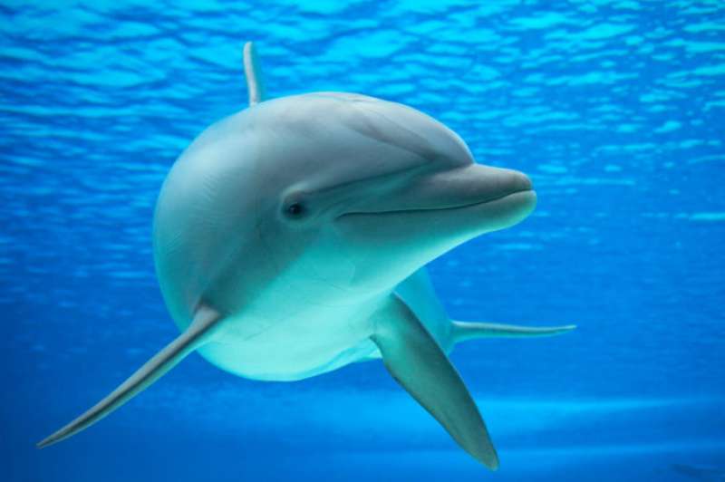delfini 1