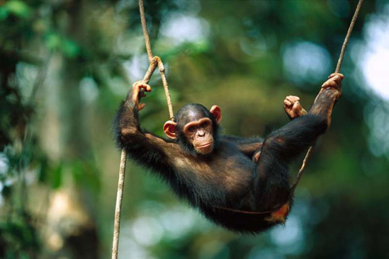 scimpanze 1