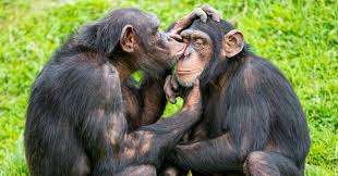 scimpanze