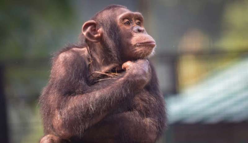 scimpanze 2