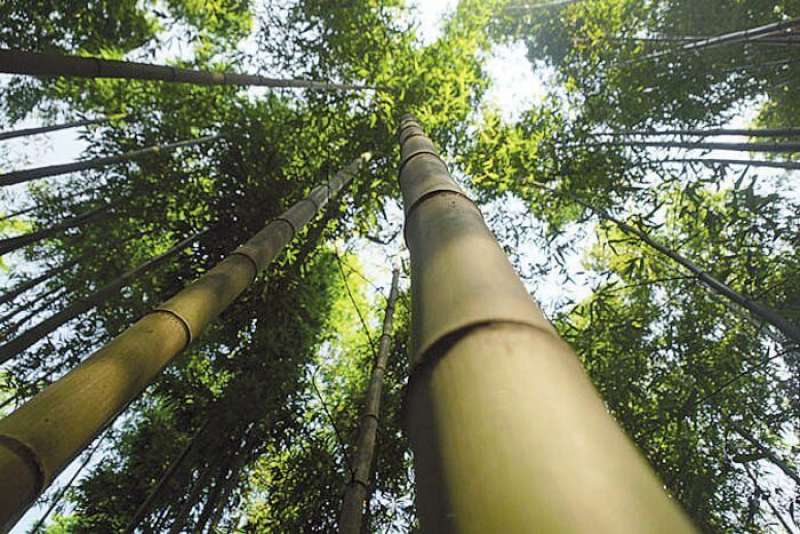 bambu' 1