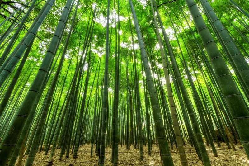 bambu' 10