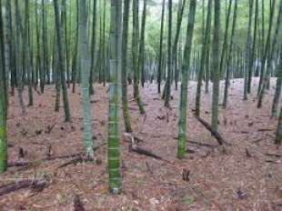 bambu' 11