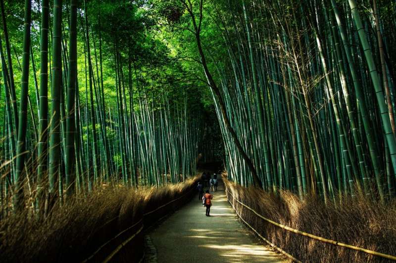 bambu' 4