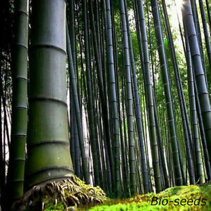 bambu' 5