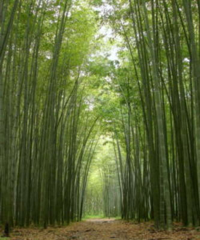bambu' 6