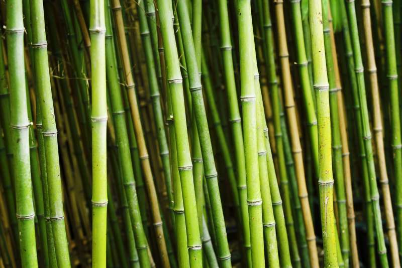 bambu' 7