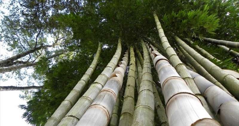 bambu' 8