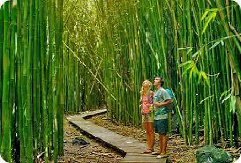 bambu' 9