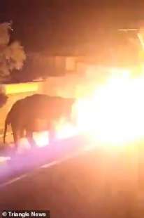 elefante bruciato in india 2