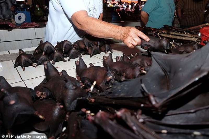 pipistrelli in un mercato
