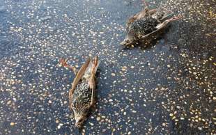 uccelli morti a roma capodanno 1