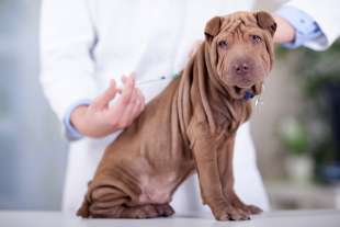 vaccinazione nei cani