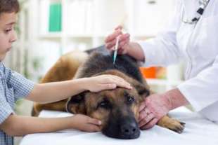 vaccino nei cani