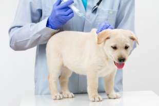 vaccino per cane