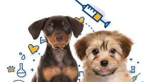 vaccino per cani