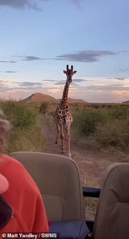 Giovane giraffa insegue turisti