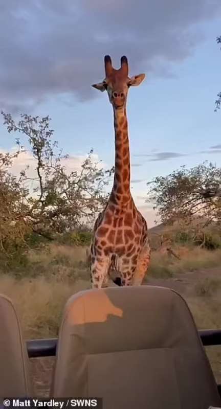 Giovane giraffa insegue turisti 2