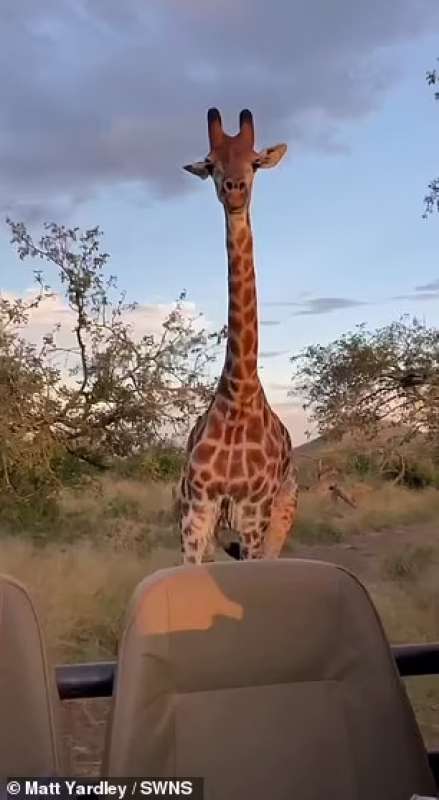 Giovane giraffa insegue turisti 3
