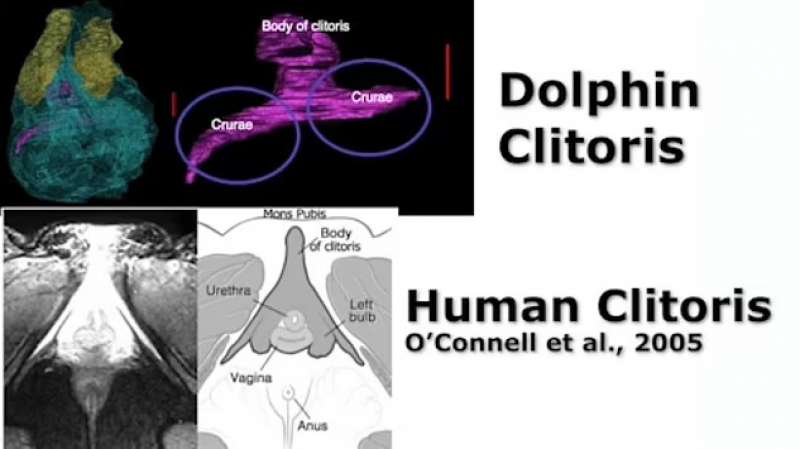 Il clitoride di un delfino 4