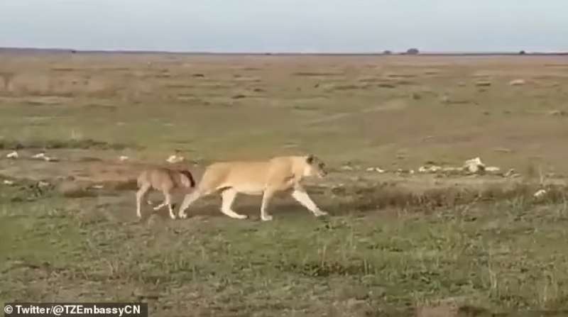 Il cuccioli di gnu e la leonessa 2