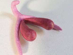 clitoride 4