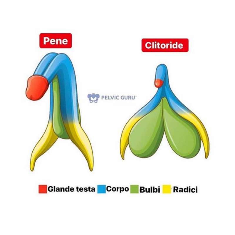 pene clitoride