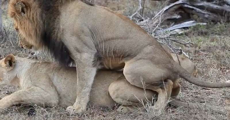 sesso tra leoni 1