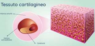 cartilagine 1