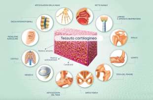 cartilagine 2