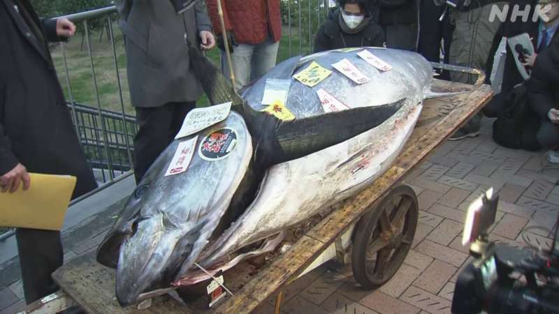 tonno venduto in giappone per 720 mila euro 2