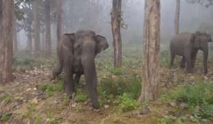 elefante carica turisti 1