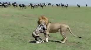leone mangia piccola zebra 1