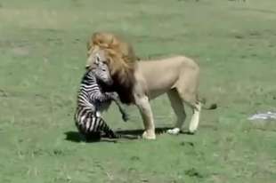 leone mangia piccola zebra 5