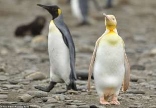 pinguino giallo 5