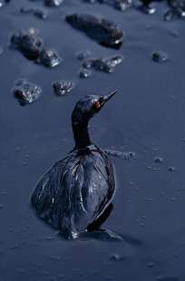 cormorano ricoperto di petrolio