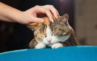 pet therapy gatti 3