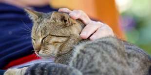 pet therapy gatti 5