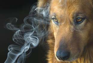 animali domestici fumo passivo