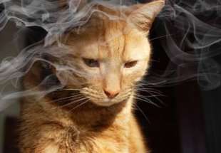 animali domestici fumo passivo